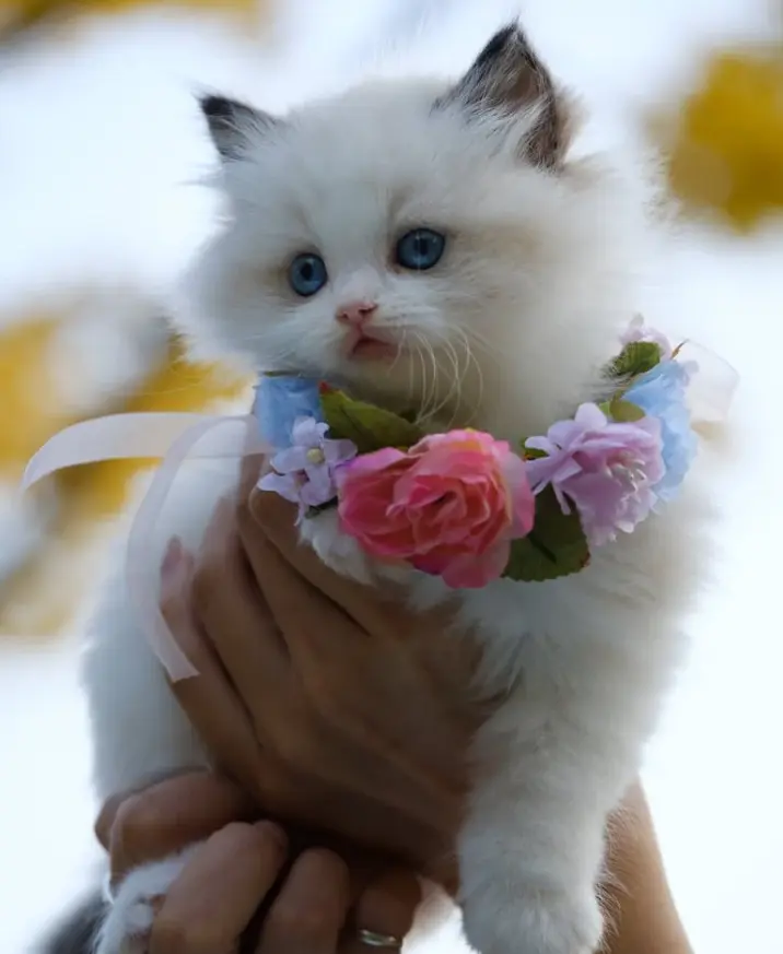 Busco pareja para mi gato